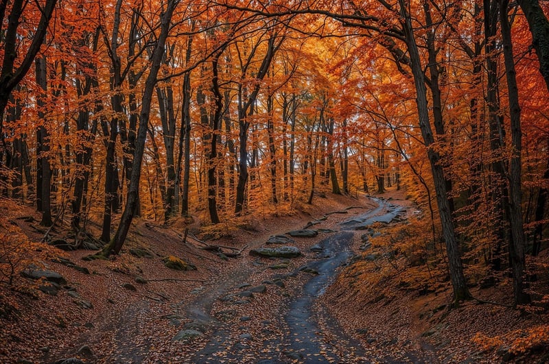 Sunset Splendor